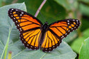 Orange and black butterfly with its wings fully open, illustrating the winged silhouette that inspires the farasha and butterfly abaya.